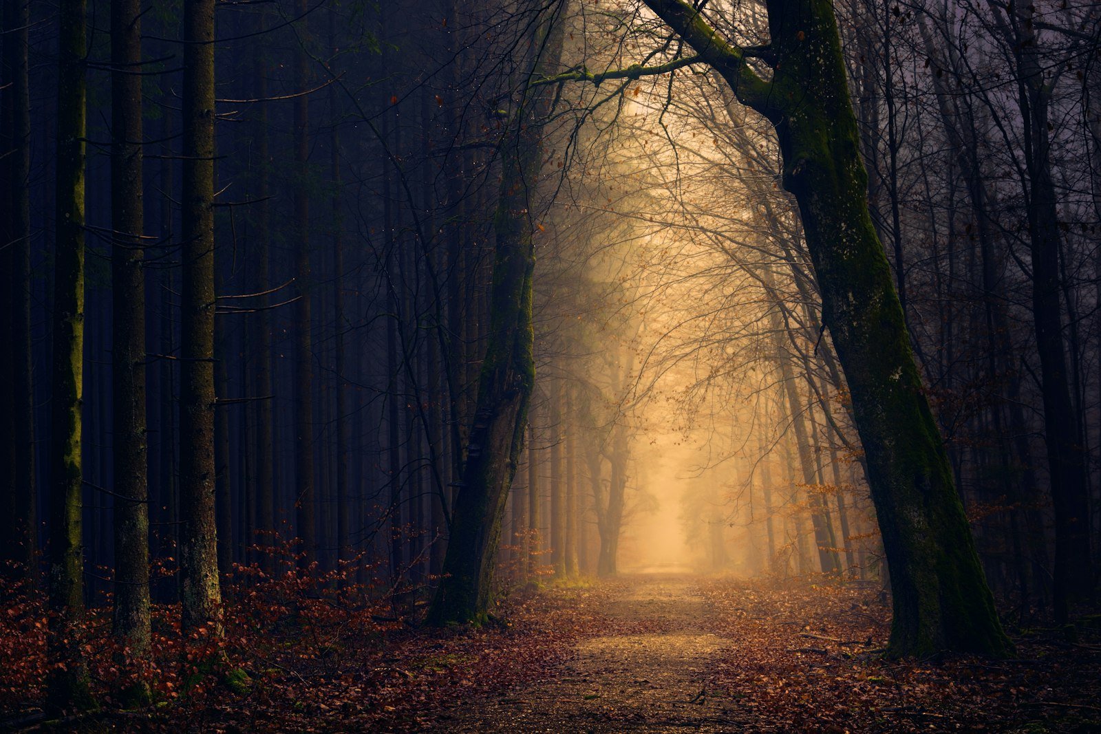 Late light falling through a stand of trees.
